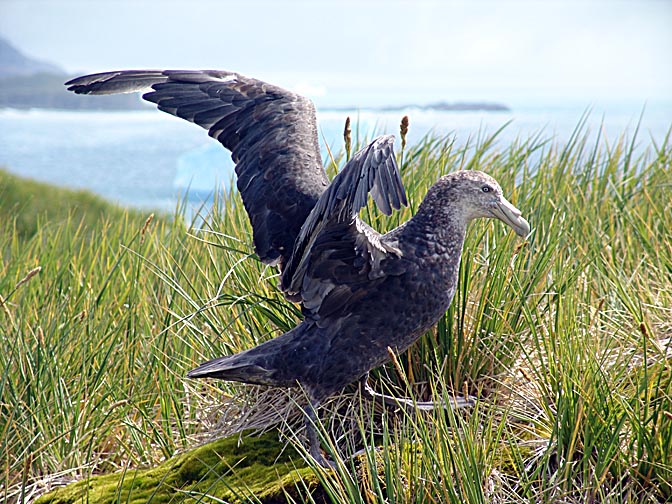 A Southern Giant Petrel (Macronectes giganteus, Antarctic Giant Petrel) taking off in the Bay of Isles, 2004