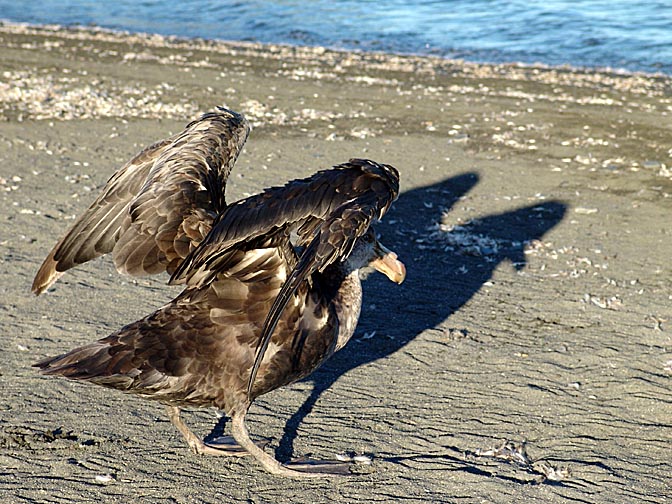 A Southern Giant Petrel (Macronectes giganteus or Antarctic Giant Petrel) in St Andrews Bay, 2004