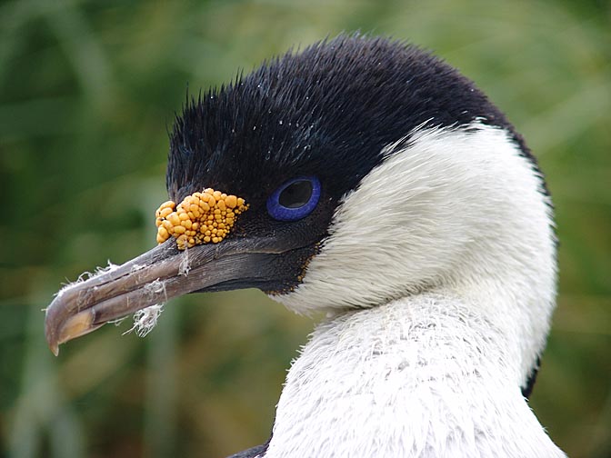 A Blue-eyed Shag in Ocean Harbour, 2004