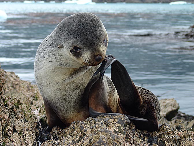 A young Antarctic Fur Seal (Arctocephalus gazella) in Elsehul Bay, 2004