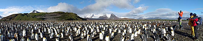 An enormous colony of King Penguin (Aptenodytes patagonicus) on Salisbury Plain in the Bay of Isles, 2004