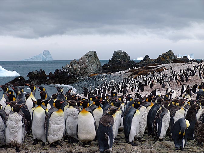 Wild life in Cooper Bay, 2004