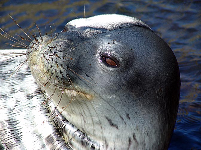 The colorful head of a Weddell Seal (Leptonychotes weddellii) in Larsen Harbour, 2004