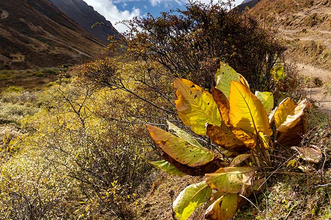 Flora on the way from Lingzhi to Yelila pass, October 2018