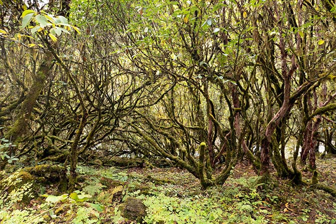 Through the forest from Barshong to Dolam Kencho, October 2018