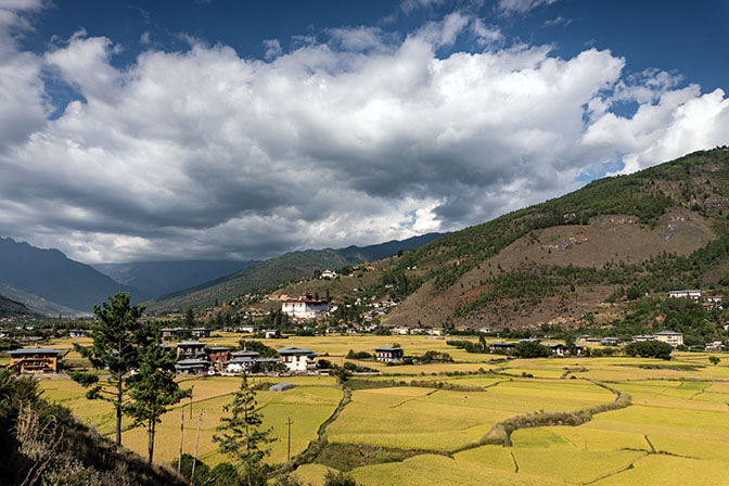 Ripe paddy fields in the valley of the Paro Chhu, 2018