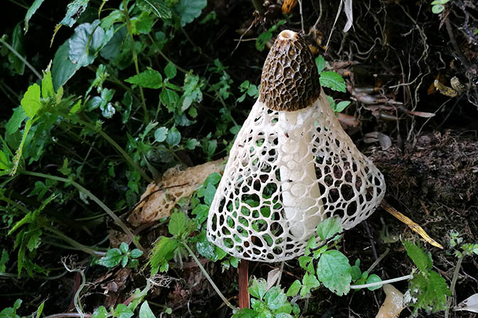 A mushroom in The Royal Botanical Garden at Lampelri, 2018