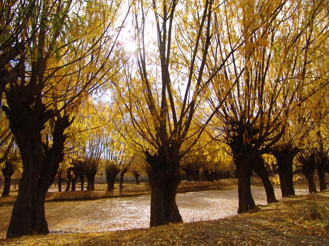 Warm colors of autumn foliage around Samyai Monastery, 2004