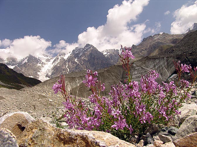 Pink blossoms at the foot of Shkhara Glacier, Upper Svaneti 2007