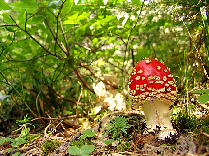 Amanita muscaria mushroom in the forest below Mount Mazeri, Upper Svaneti 2007