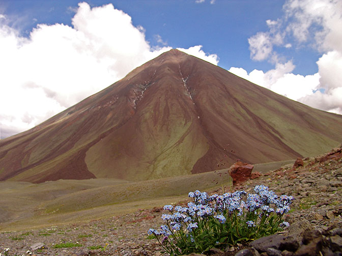 Forget-me-not (Myosotis sylvatica) blue blossoms, at the foot of a volcano near lake Kalistskali, South Ossetia 2007