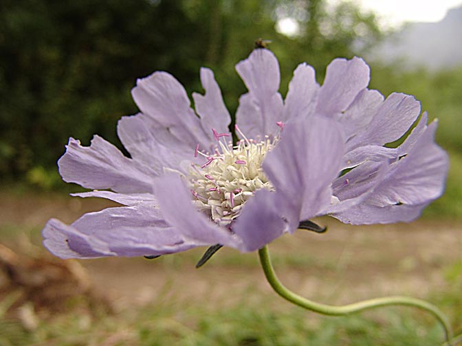 Blue Scabiosa caucasica blossom adorning the Kazbek slopes, South Ossetia 2007