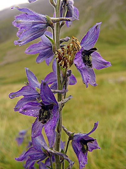 Blue Delphinium caucasicum with a butterfly, on the way to Truso Valley, South Ossetia 2007