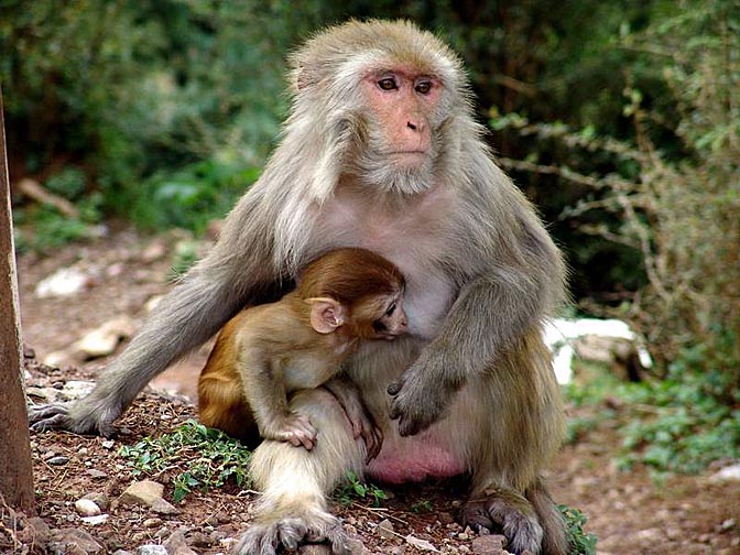 Monkeys in McLeod Ganj, 2004