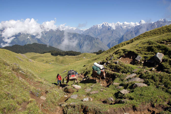 Mules carry our gear uphill from Chitra Kantha, Kuari Pass trek 2011