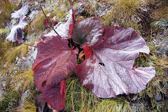 Frost on the big red leaves of Silver Rheum, on the ascent from Bedni Bugyal, Roopkund trek 2011