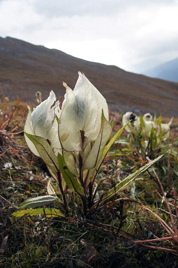 Brahma Kamal (Lotus, Sausserea obvellata) flowers in the rugged land around Bhagu Basa, Roopkund trek 2011