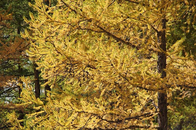 European larch (Larix decidua) in autumn colors in the White River (Tsagaan Gol), 2014