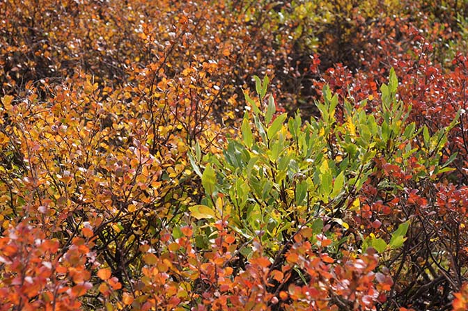 Multicolored autumn foliage along the ascent to the Tsagaan Hairhan Uul mountain pass, 2014