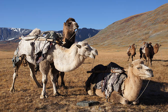 The Bactrian camels (Camelus bactrianus) ready for loading the trekking equipment, 2014