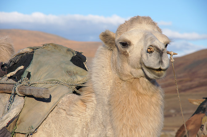 A Bactrian camel (Camelus bactrianus), 2014