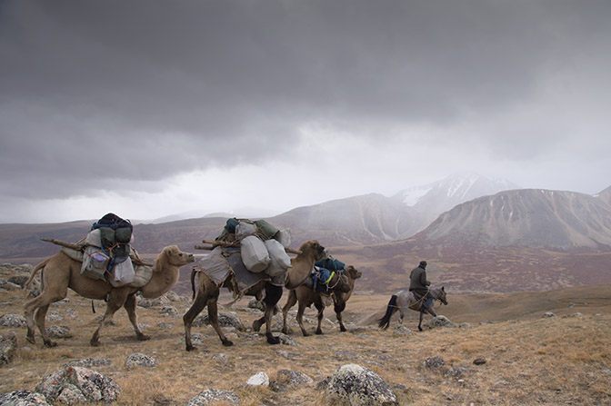 The camels laden with trekkers' equipment on a gloomy day, 2014