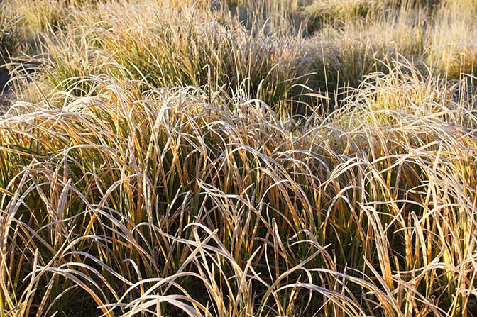 Frozen grass in a cold morning, 2014