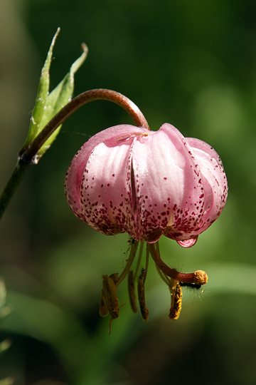 Lilium martagon pink blossom in Naiman Nuur (Navel Eight Lakes) National Park, Orkhon Valley, Central Mongolia 2010
