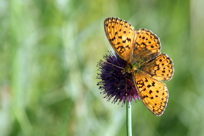 An orange Melitaea arduinna butterfly on a purple Allium ampeloprasum in Horidol Saridag mountain ridge, North Mongolia 2010