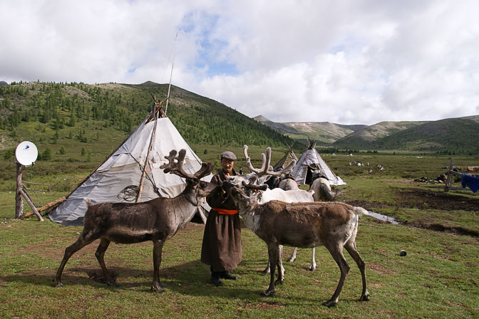 Reindeer lick salt from the hands of the Tsaatan Community Shaman in the East Taiga, North Mongolia 2010