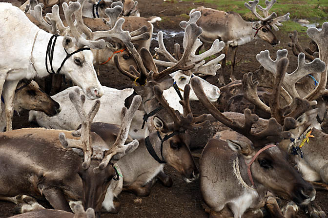 The reindeer herd of the Tsaatan community in the East Taiga, North Mongolia 2010