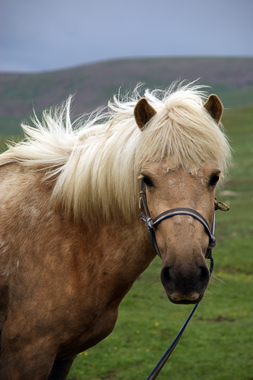 A beautiful horse in Orkhon Valley, Central Mongolia 2010