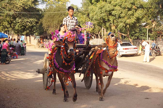 Oxen rejoice during The Buddhist Donation Ceremony parade, Bagan 2015