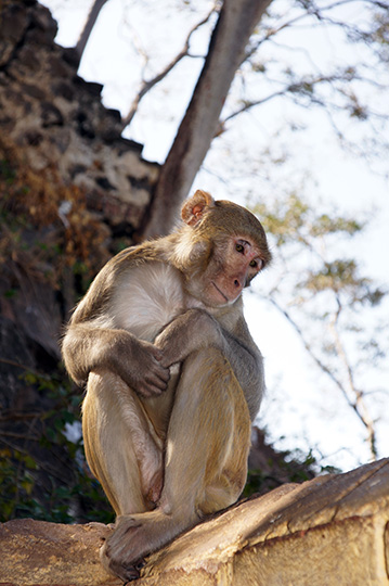 A monkey in Taung Kalat Temple, Mt Popa 2015