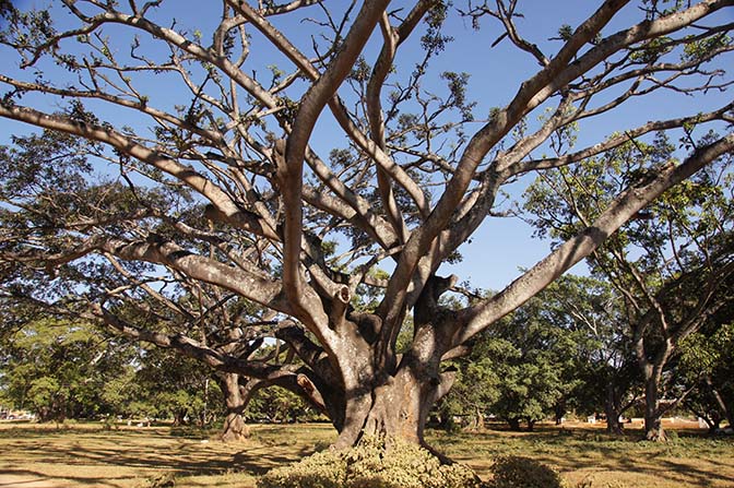 Huge Banyan Tree, Pindaya 2015