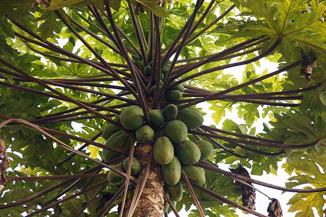 Papaya tree around Hsipaw, 2016