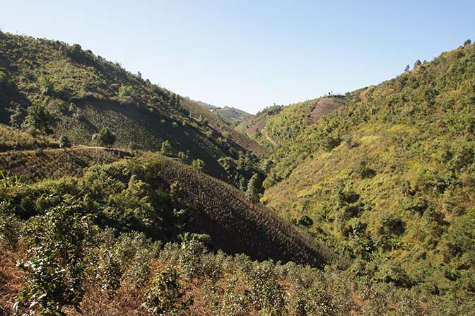 Tea and orange plantations in the Southern Shan Hills, Kalaw to Inle Lake trek 2015