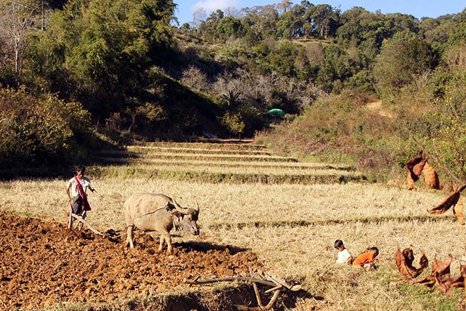 Plowing rice terraces in the riverbed, Kalaw to Inle Lake trek 2015