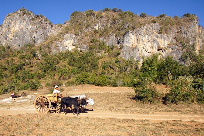 Oxcart in agricultural landscape, Kalaw to Inle Lake trek 2015