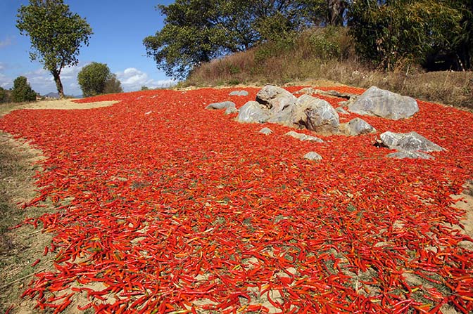 Drying the red hot chili peppers in the sun, Kalaw to Inle Lake trek 2015