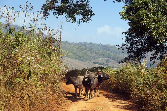 Buffalo on the trail, Trek around Hsipaw 2016