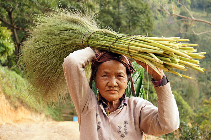 A woman carries blossoms for producing brooms, Trek around Hsipaw 2016