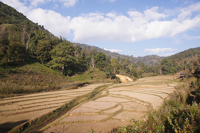 Rice terraces after Harvest in the riverbed, Trek around Hsipaw 2016