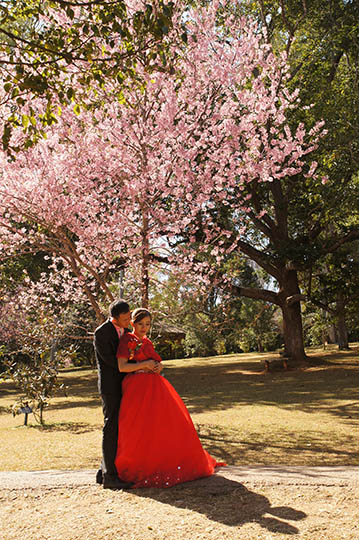 Bride and groom wedding photography with Cherry Blossom in the Botanical Gardens, Pyin Oo Lwin 2016