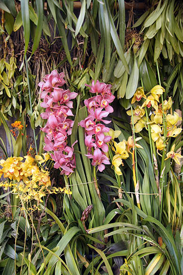 Colorful orchids, Nyaungshwe 2016