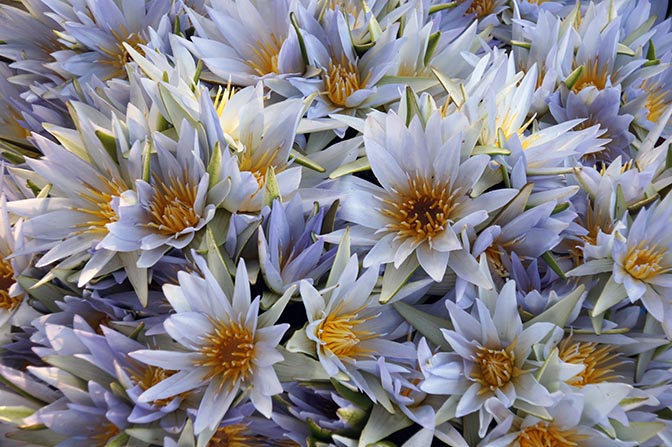 Lotus flowers at the entrance to a temple, Mandalay 2015