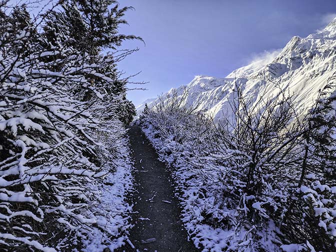 Snow covers the vegetation on the way from Shree Kharka to Yak Kharka, 2023