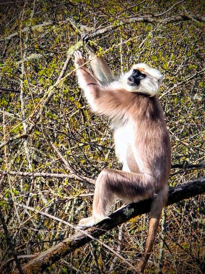 Himalayan Langur (Semnopithecus schistaceus) eating leaves, 2025
