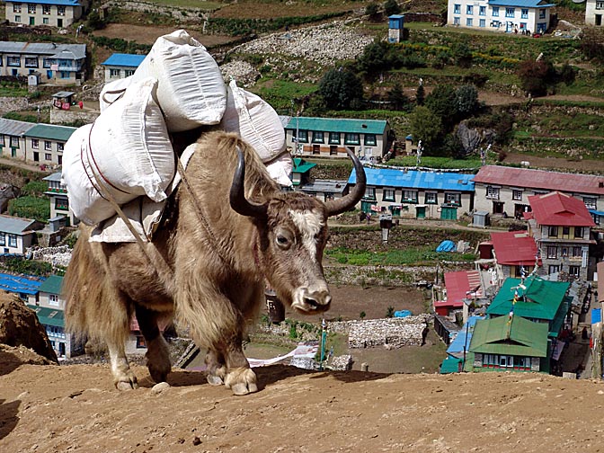 A loaded yak in Namche Bazaar, 2004