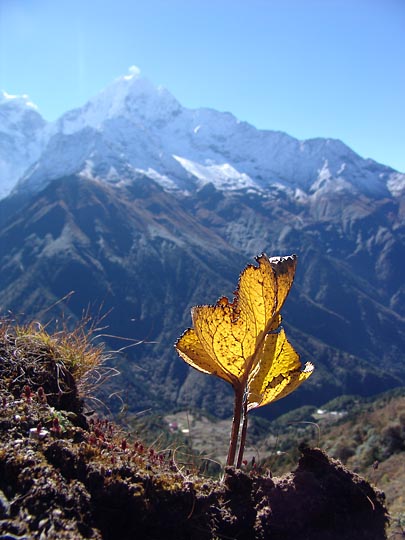 Illuminated leaves around Khumjung, 2004